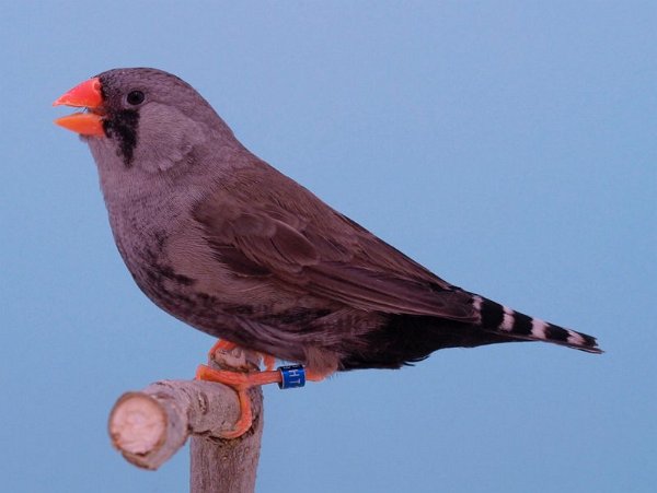 Eumo grijs pop P1296070